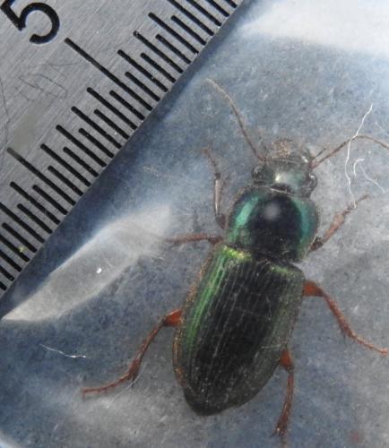 Réf. 280 218 : Harpalus affinis